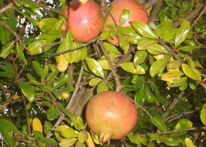 펜션 Monte - Local